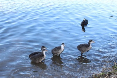 “欧亚白骨顶”鸟——Fulica Atra