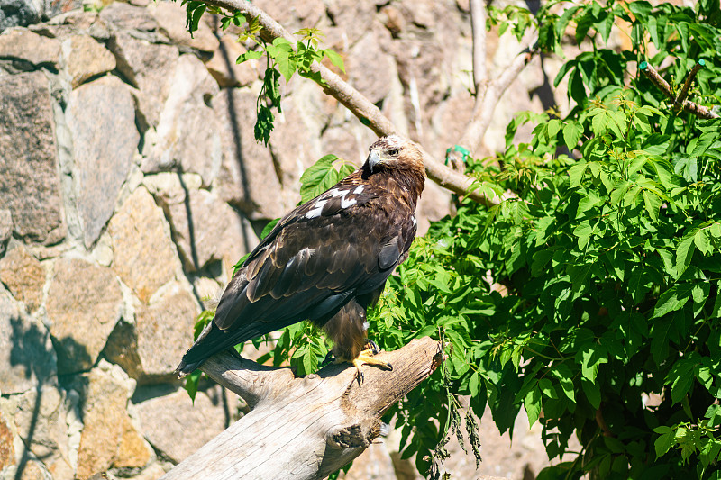 鸟金雕坐在野外的一根树枝上，特写。Aquila chrysaetos