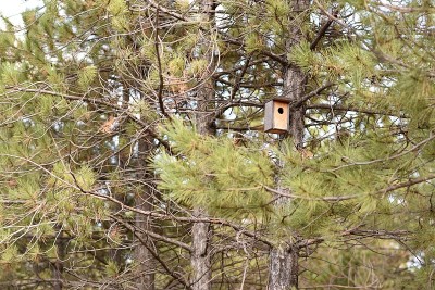 Wooden birdhouse box in pine tree forest