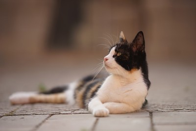 猫在户外休息，放松家畜