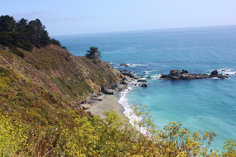 海岸上的野花