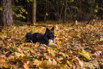 博德牧羊犬躺在地上玩耍。张开嘴。