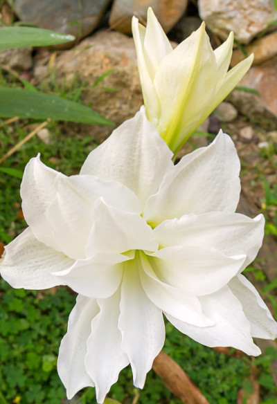 迷你白色花