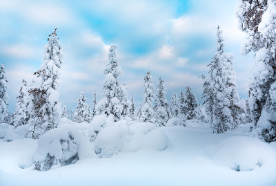 云杉森林覆盖雪在冬季景观