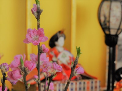 娃娃的节日
