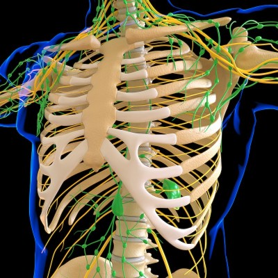 人体淋巴结解剖用于医学概念3D渲染