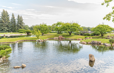 公园里的池塘，周围都是树