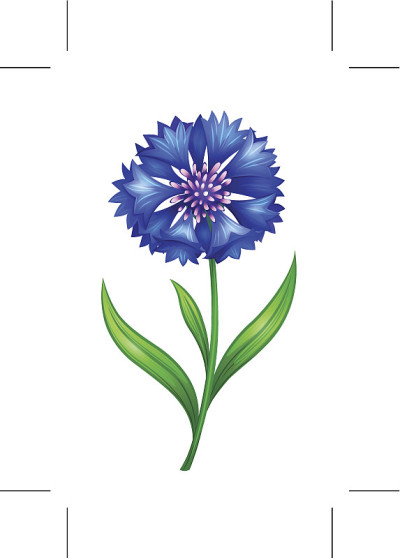 蓝色矢车菊