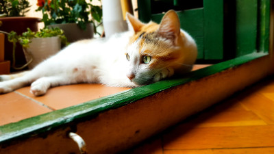 阳台上的猫
