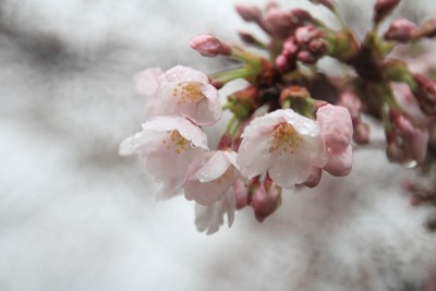 日本静冈县伊豆的樱花(雨滴)