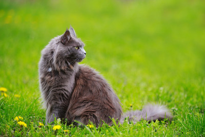 灰色毛茸茸的缅因猫坐在户外的蒲公英和鲜花绿色草地上