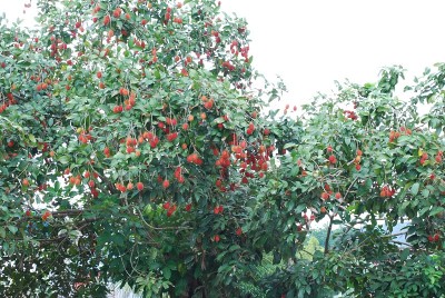 花园里的红毛丹果实