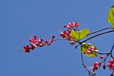基督的花泪