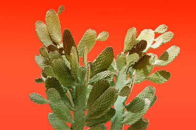 仙人掌属植物仙人掌。创造性的布局。简约风格的静物生活。