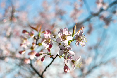 花后虎