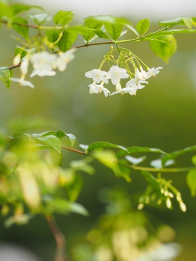 白花橙色茉莉花美丽的束