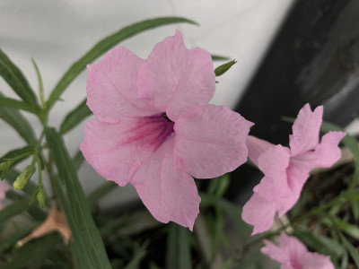 粉红色的沙漠矮牵牛花