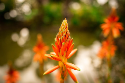 秋天的花