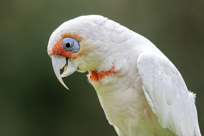 长嘴Corella (Cacatua tenuirostris)