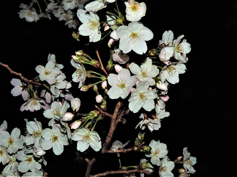 日本。3月。樱花在午夜。