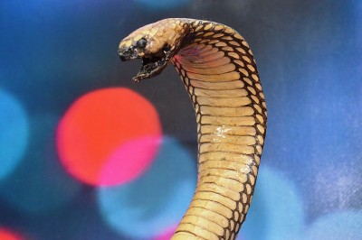 Cobra