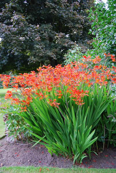 花坛