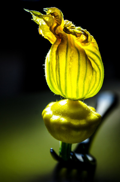 西葫芦