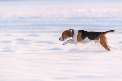 比格尔犬在远处的雪地上跳跃