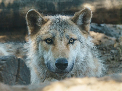 Photography of wolf