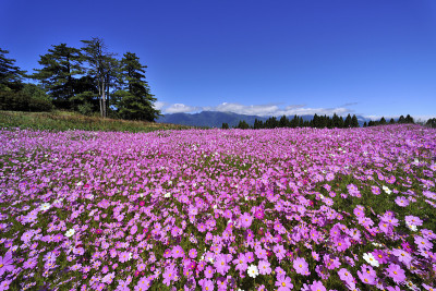 波斯菊领域