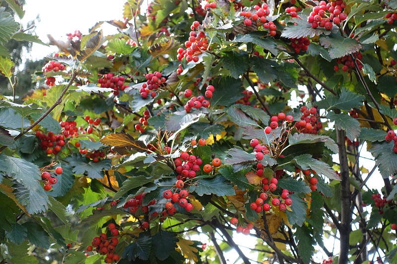 10月花梨花的叶子和浆果