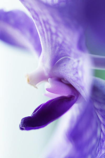 兰花花近近宏
