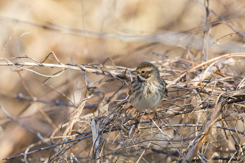 正面雌芦苇鹀(emberiza schoeniclus)