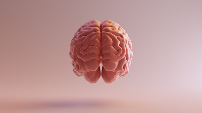 粉红瓷解剖脑背3d插图3d渲染