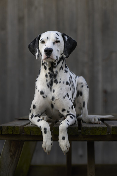 达尔马提亚犬