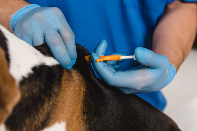 近距离兽医微型芯片比格犬与注射器