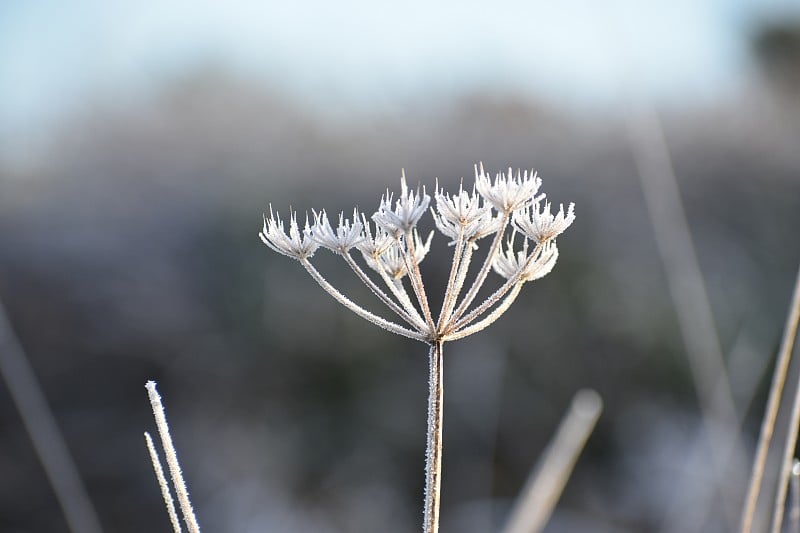 冷冻牛欧芹的形象