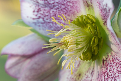 藜芦花