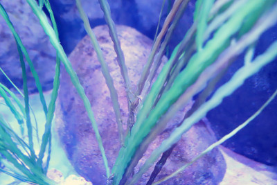 香港主题公园的大型水族馆