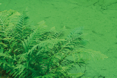 池塘边的蕨类植物覆盖着浮萍。