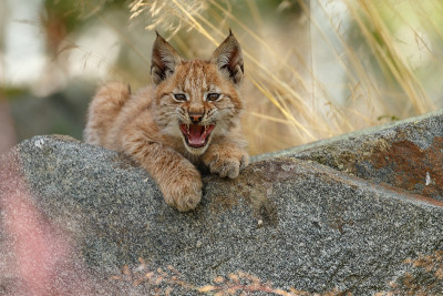 猞猁和幼崽