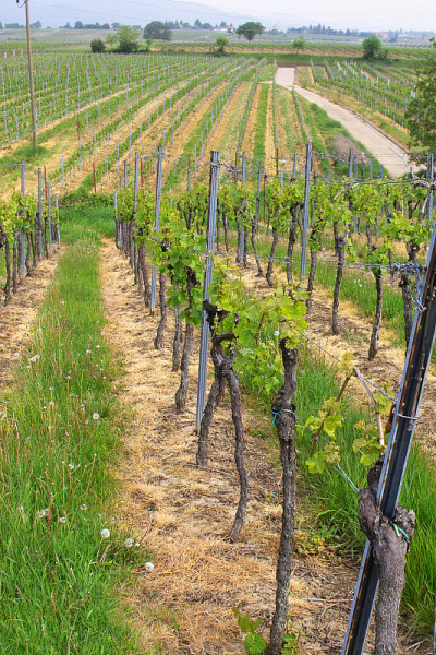 wineyards在春天