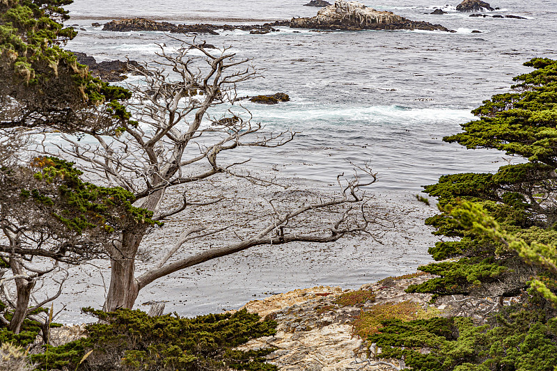 塞浦路斯湾小径在Point Lobos，加利福尼亚