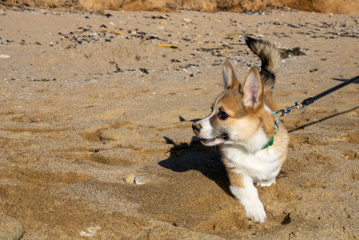 可爱的柯基犬在沙滩上漫步