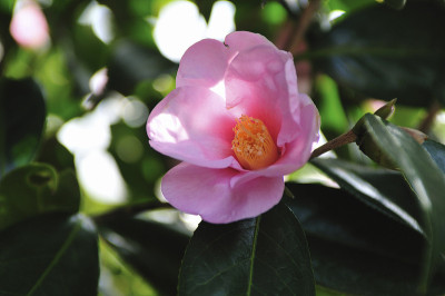 山茶
