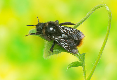 大黄蜂