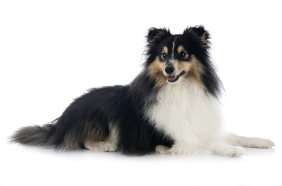 喜乐蒂牧羊犬