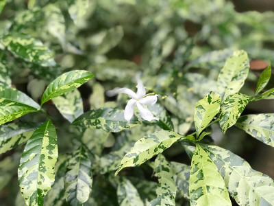 茉莉花