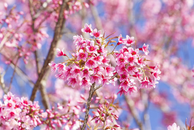 樱花梦
