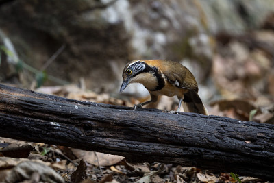 更大的民族Laughingthrush